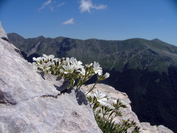 Fioriture in quota